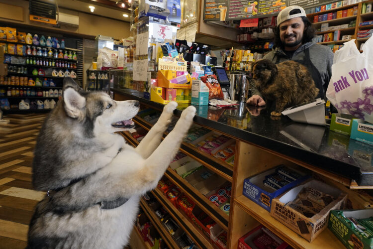 Bodega cats make New Yorkers’ hearts purr, even if they  violate state regulations